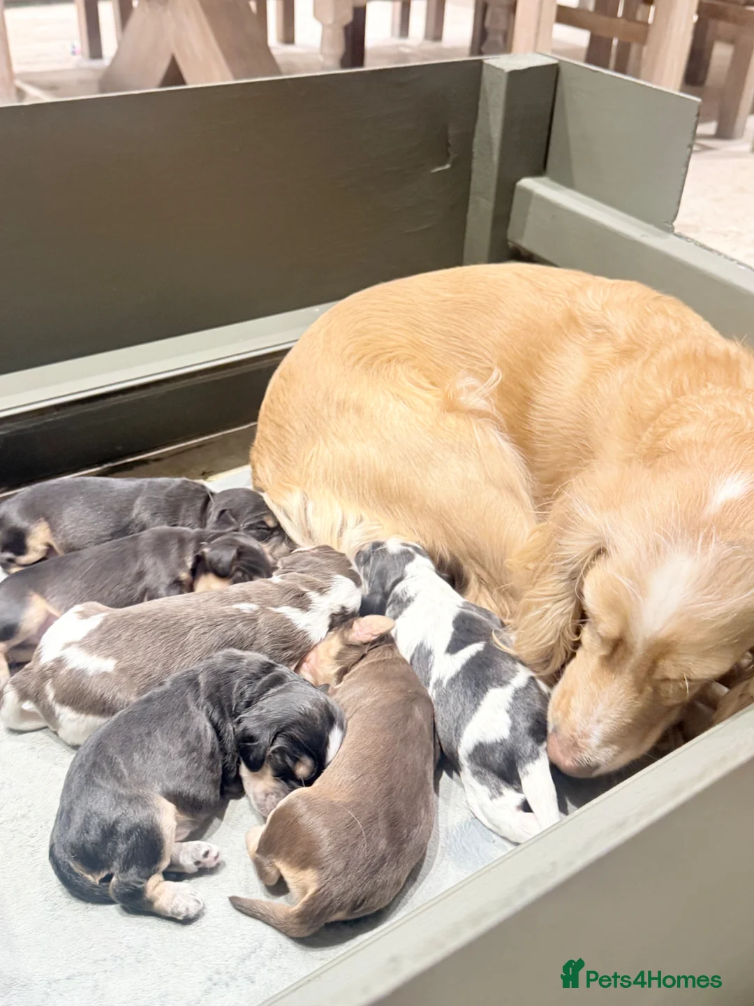 Cocker Spaniel dogs for sale: Cocker Spaniel Show Type Puppies.Fromloving family - Advert 16