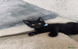 British Shorthair cats for sale: Last kittens available  - Image 2