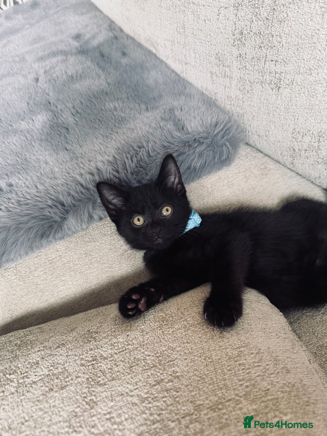 British Shorthair cats for sale: Last kittens available  - Image 2
