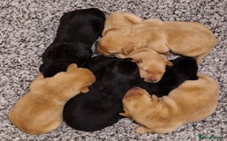 Labrador Retriever dogs for sale: All viewings booked or puppies reserved - Advert 3