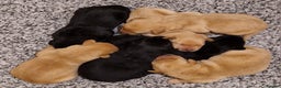 Labrador Retriever dogs for sale: All viewings booked or puppies reserved - Advert 3