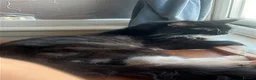 Maine Coon cats for sale: uther - male maine coon un-neutered  - Advert 29