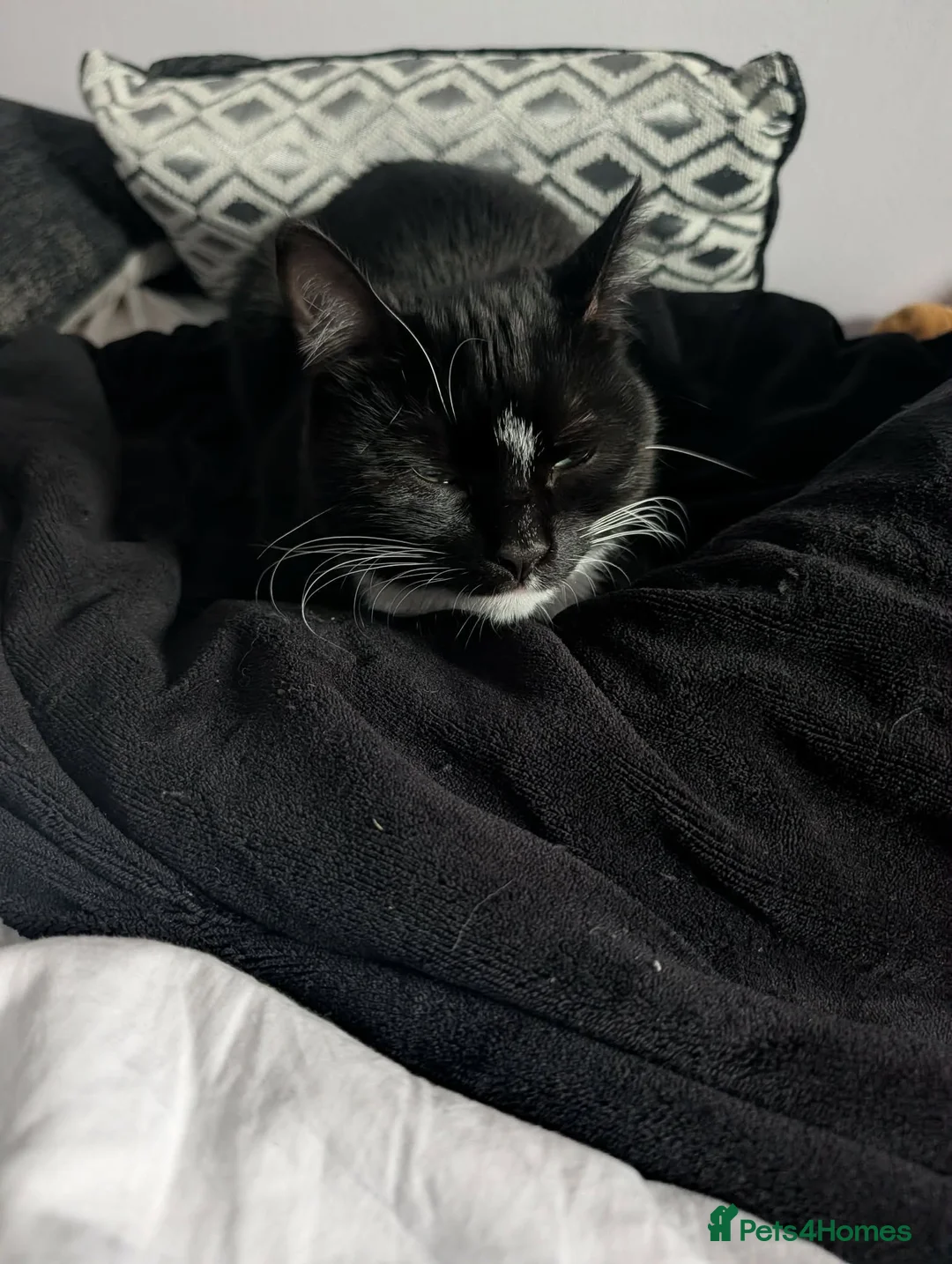 Domestic Shorthair cats for sale: Mittens, 10 months old, british shorthair in Wigan - Advert 4
