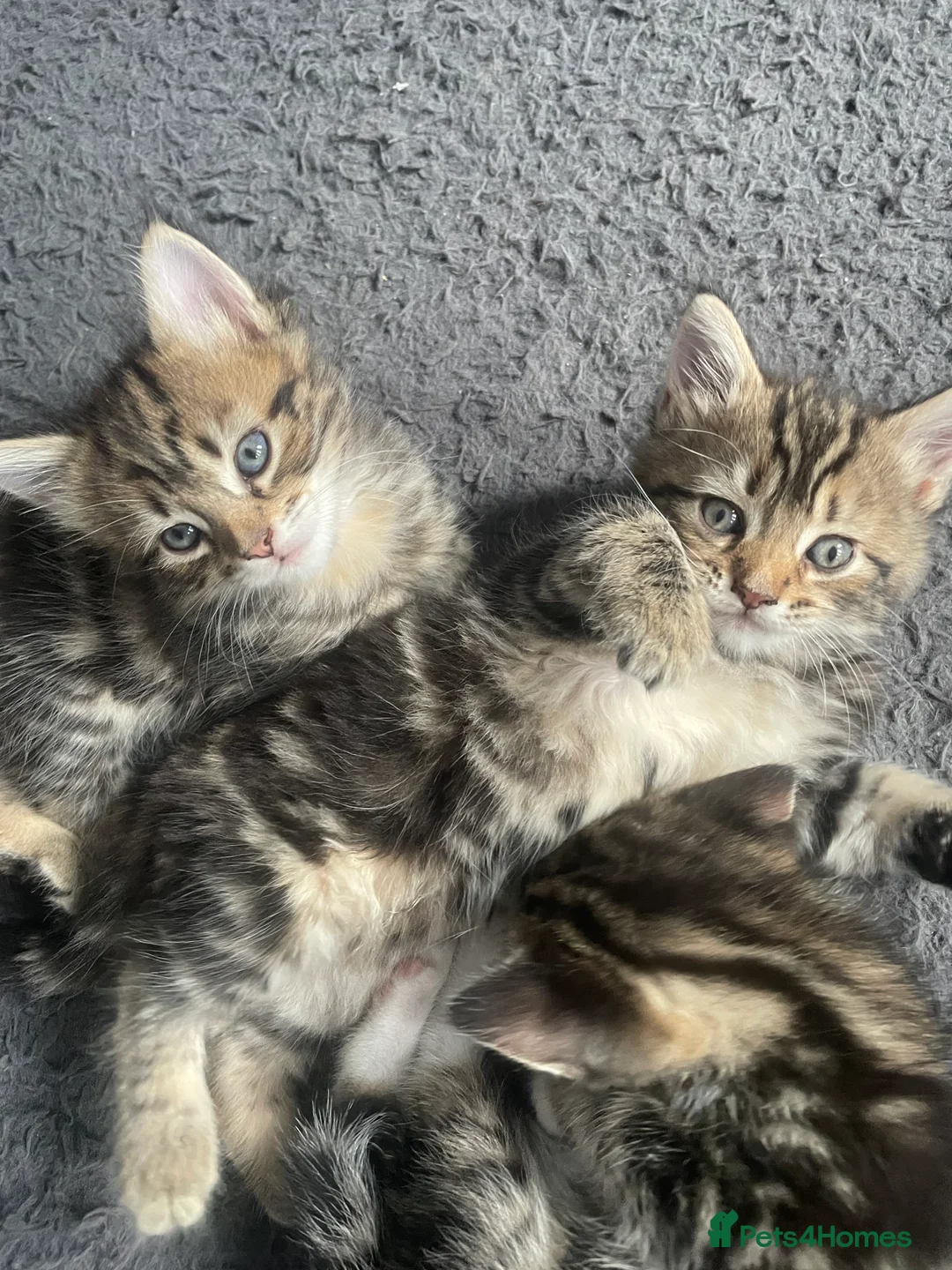 Mixed Breed cats for sale: 4 beautiful tabby cross bengals  - Advert 5