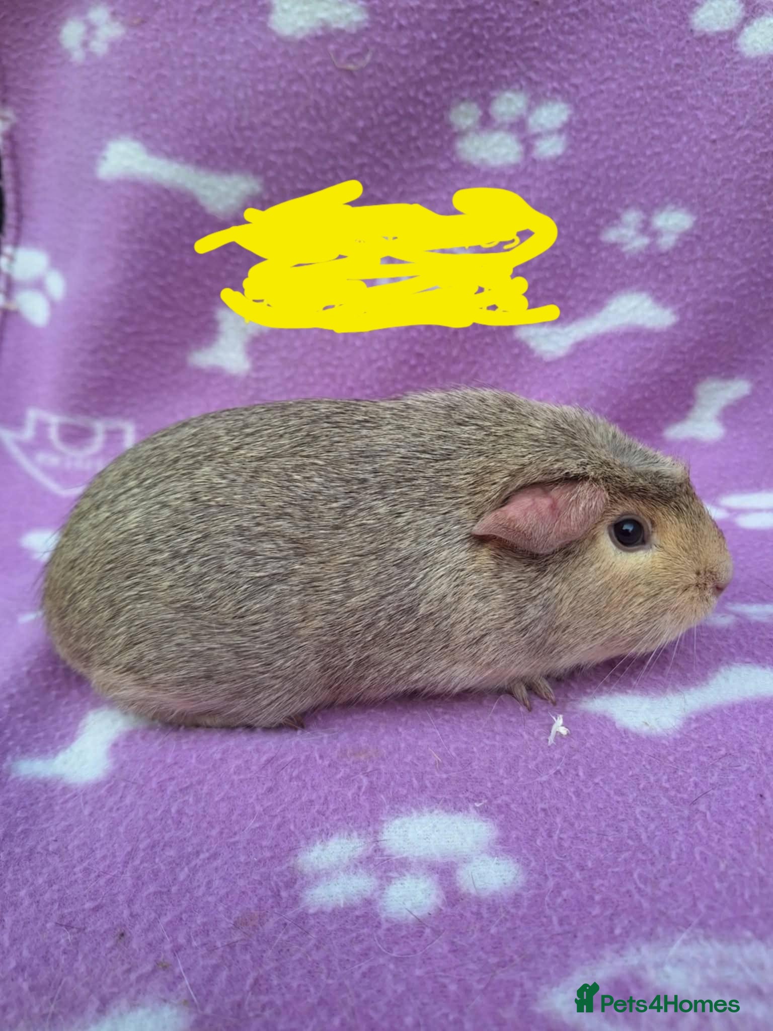 Guinea Pig rodents Male  guinea pig - Advert 1