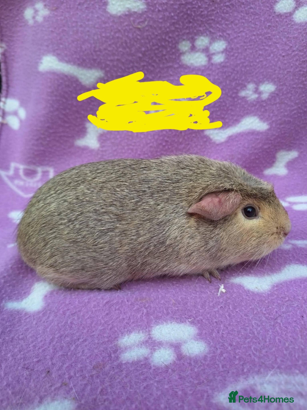 Guinea Pig rodents for sale: Male  guinea pig - Advert 1