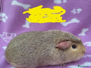 Guinea Pig rodents Male guinea pig - Advert 3