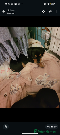 Mixed Breed dogs - Advert 10