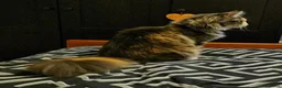 Maine Coon cats for sale: Beautiful friendly girl - Advert 3