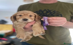 Cocker Spaniel dogs for sale: Working Cocker Spaniels - Image 8