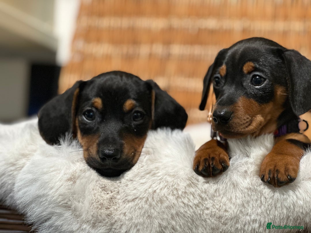 Mixed Breed dogs for sale: Stunning daxijacks ready now  - Image 7