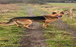 German Shepherd dogs for sale: Chunky Farm bred GSD pups ready now. - Image 14