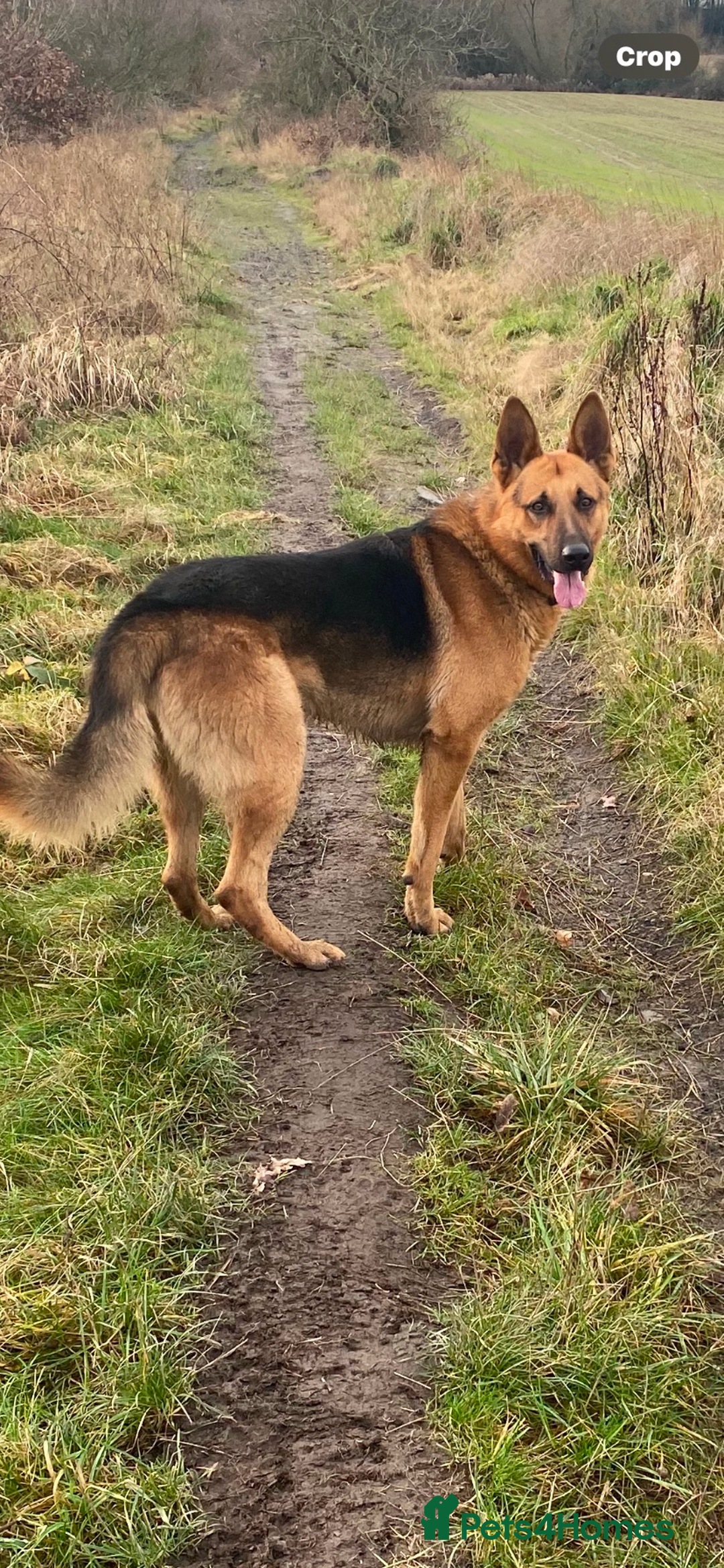 German Shepherd dogs for sale: Chunky Farm bred GSD pups ready now. - Image 14
