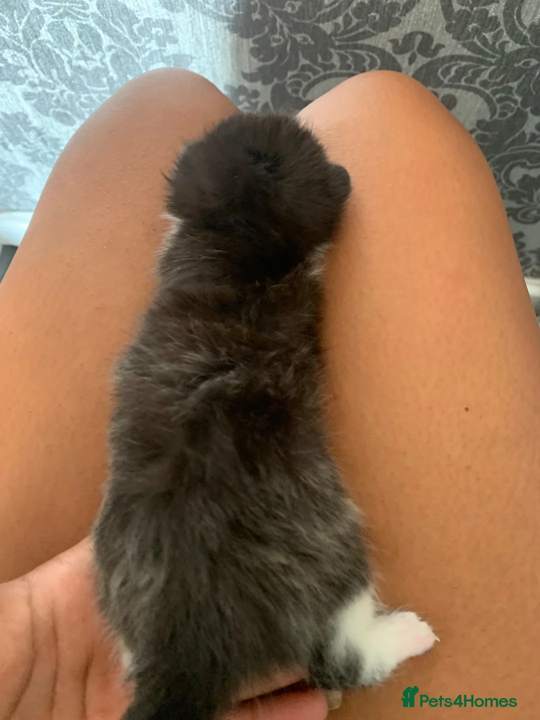 Mixed Breed cats for sale: Mixed Russian blue  in Cardiff - Advert 5