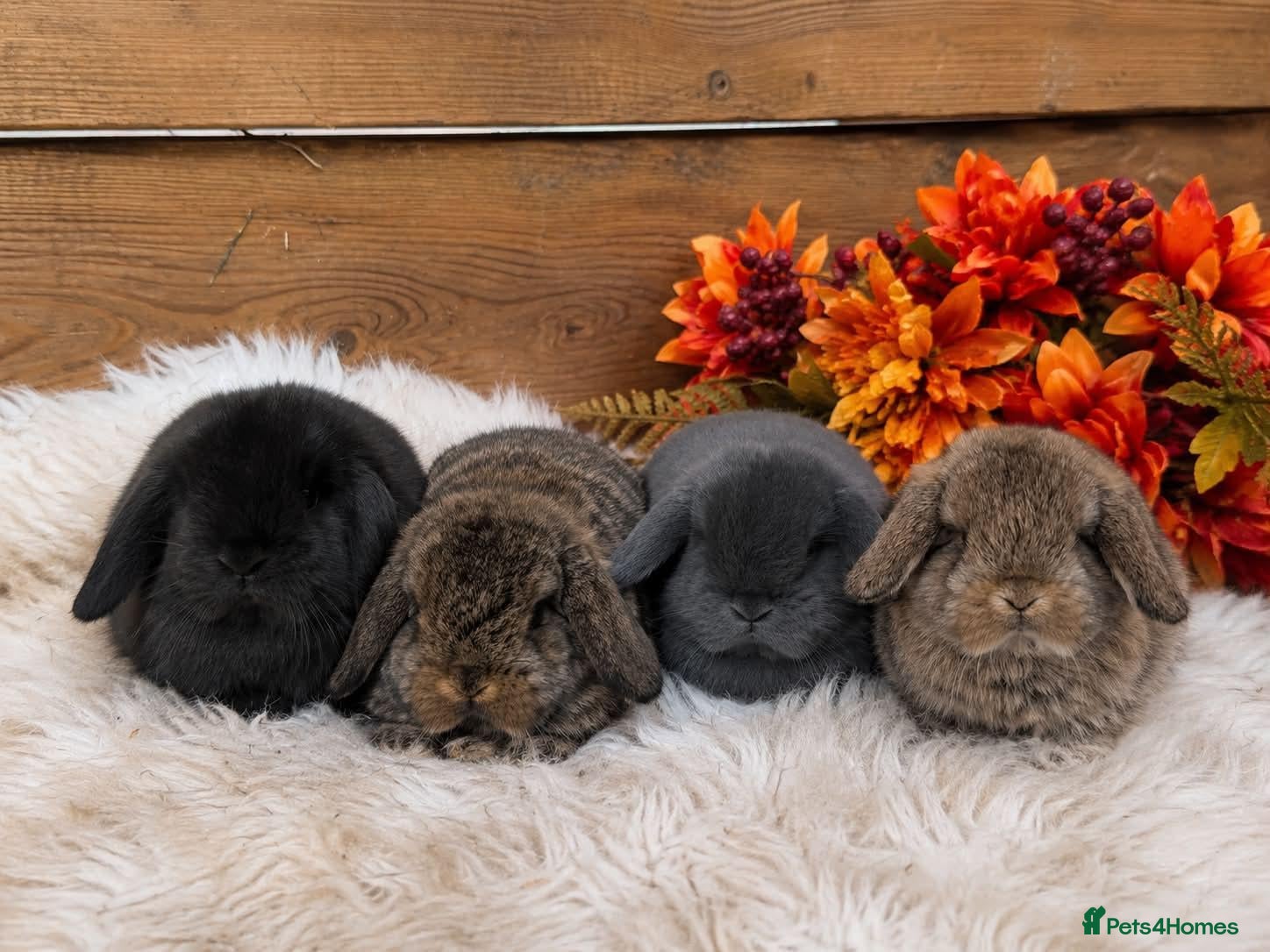 Mini Lop rabbits Mini lop Stoke on trent  - Advert 1