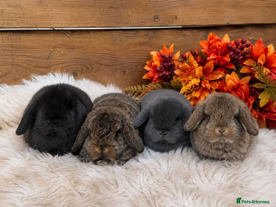 Mini Lop rabbits for sale: Mini lop Stoke on trent  - Advert 1