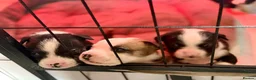 Mixed Breed dogs for sale: 🐾BULLDOG X BORDER COLLIE PUPPIES - Advert 17