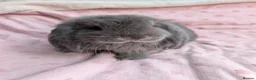 French Lop rabbits for sale: French Lop Rabbits – Ready from 4th September - Advert 21