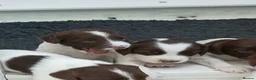 English Springer Spaniel dogs for sale: Exceptional English Springer Spaniel - Advert 1