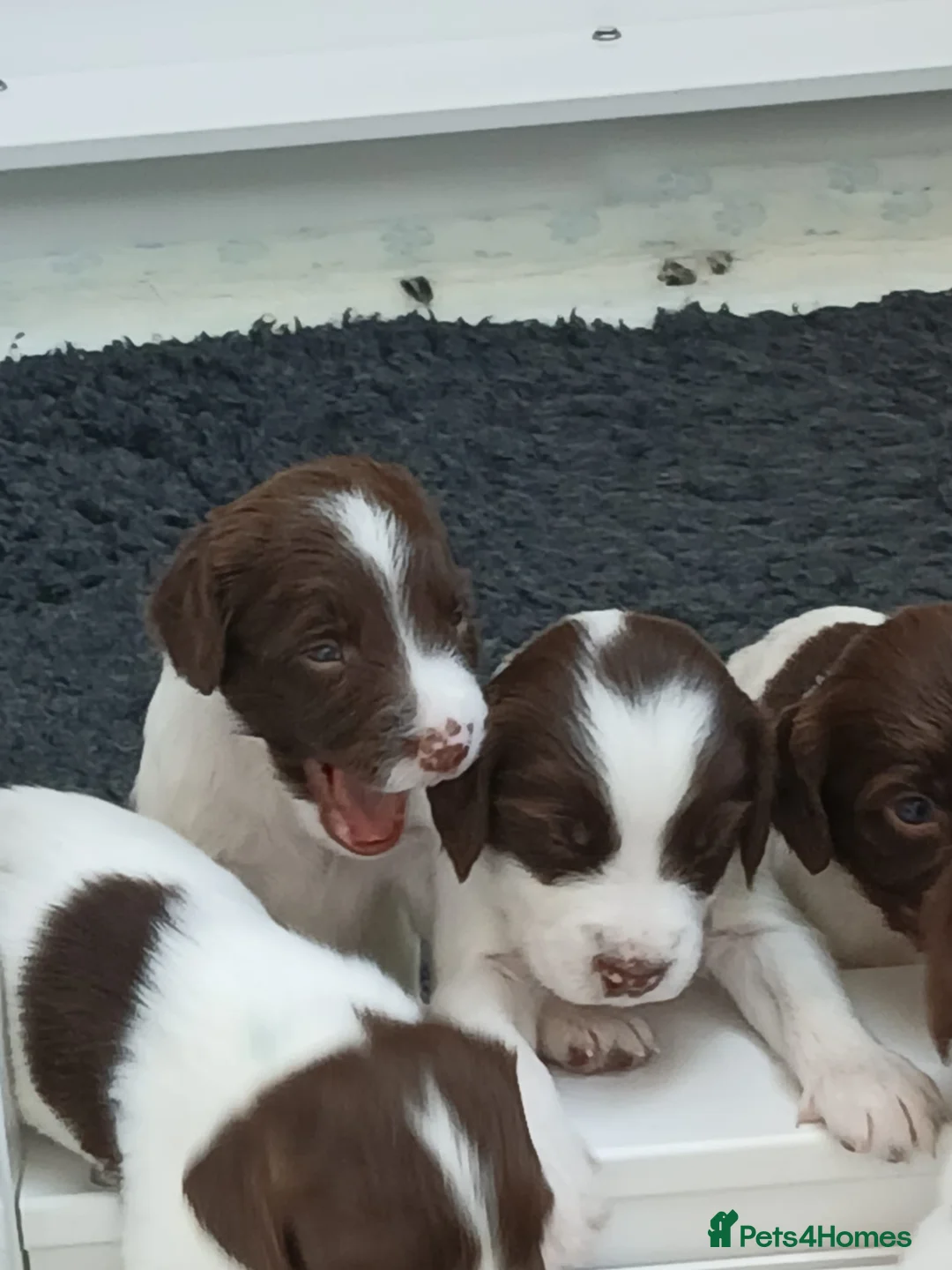 English Springer Spaniel dogs for sale: Exceptional English Springer Spaniel - Advert 1