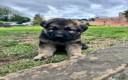 German Shepherd dogs for sale: German shepherd puppies  - Image 8