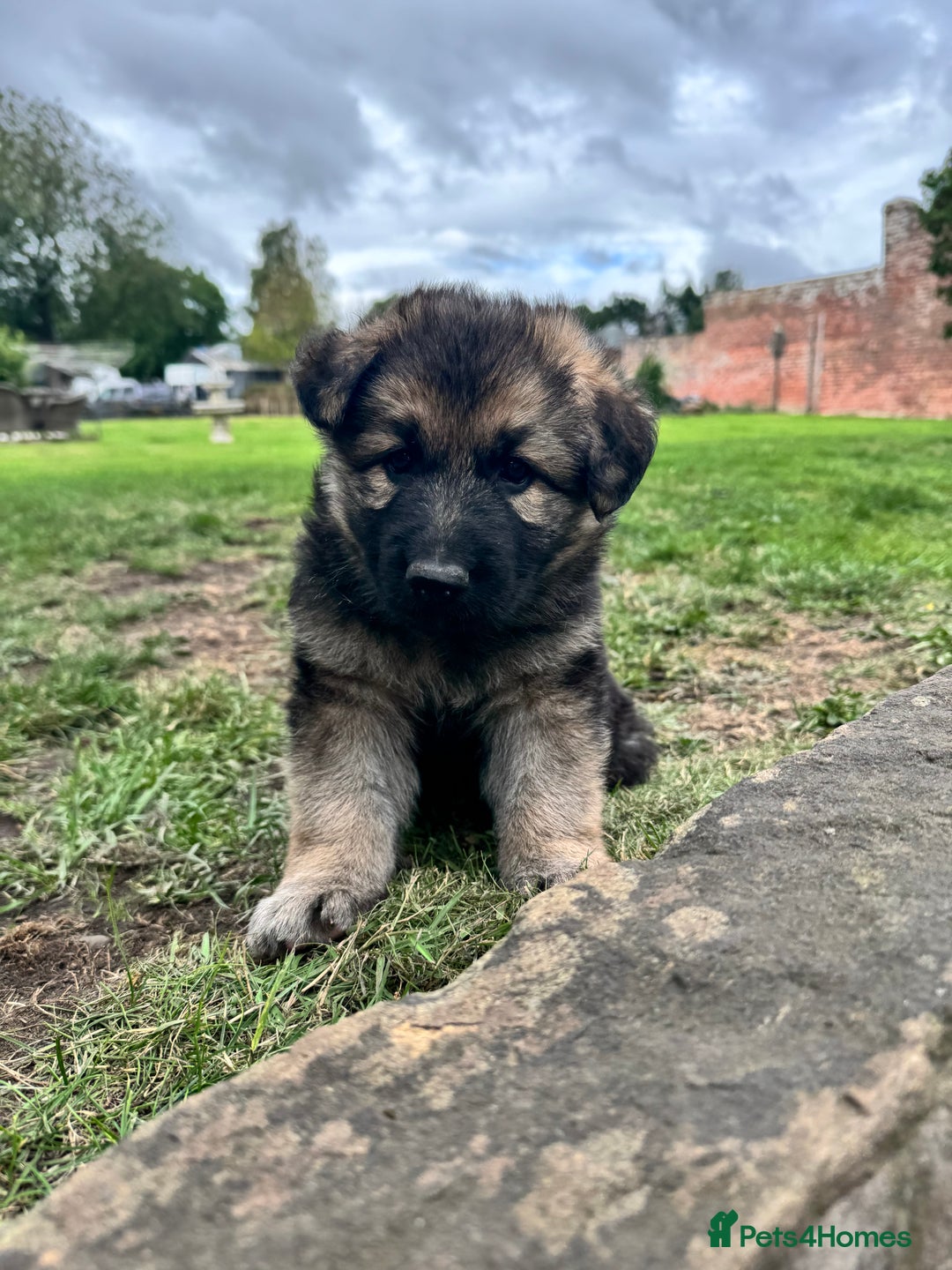 German Shepherd dogs for sale: German shepherd puppies  - Image 8