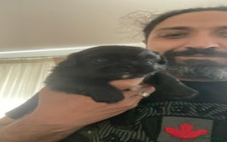 Pekingese dogs for sale: Pekingese puppy (3 girls and 3 boys left) - Image 7