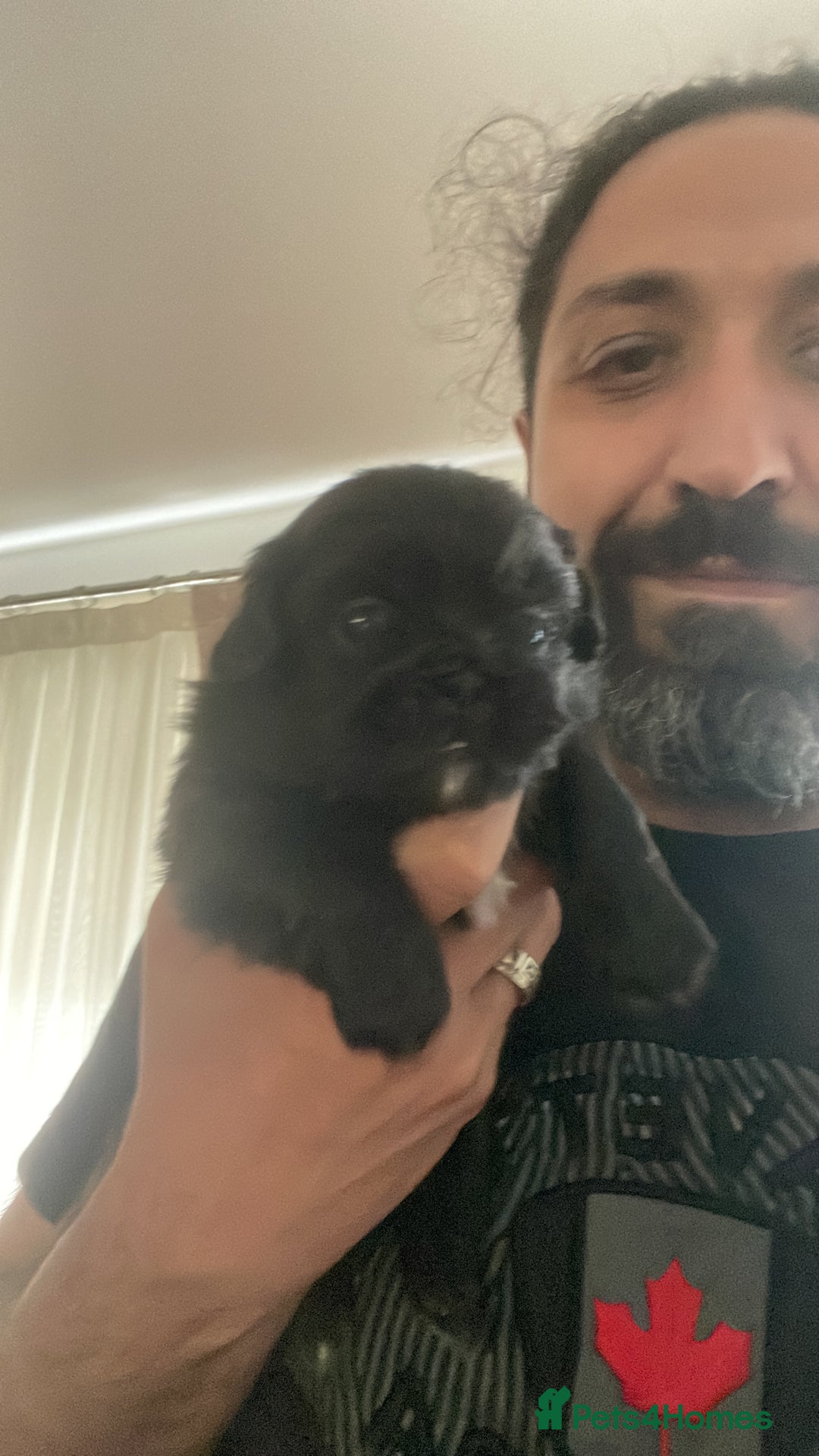 Pekingese dogs for sale: Pekingese puppy (3 girls and 3 boys left) - Image 7