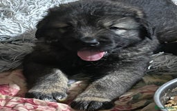 Caucasian Shepherd Dog dogs for sale: Beautiful pups from large parents  - Image 9