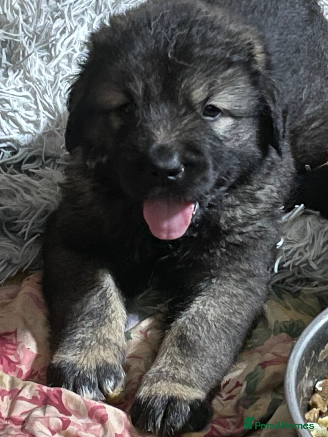 Caucasian Shepherd Dog dogs for sale: Beautiful pups from large parents  - Image 9