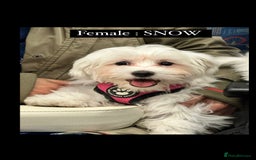 Maltese dogs for sale: 2 Maltese Puppies ,Forever Home Needed 💔 - Image 3