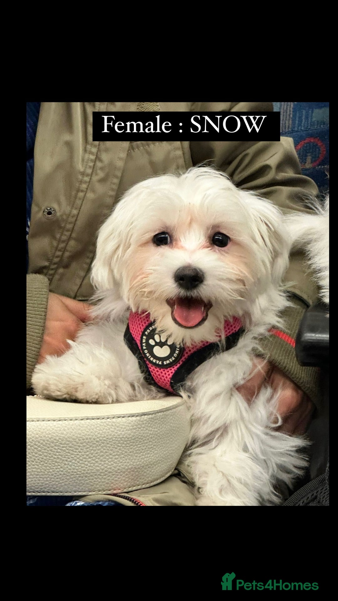 Maltese dogs for sale: 2 Maltese Puppies ,Forever Home Needed 💔 - Image 3