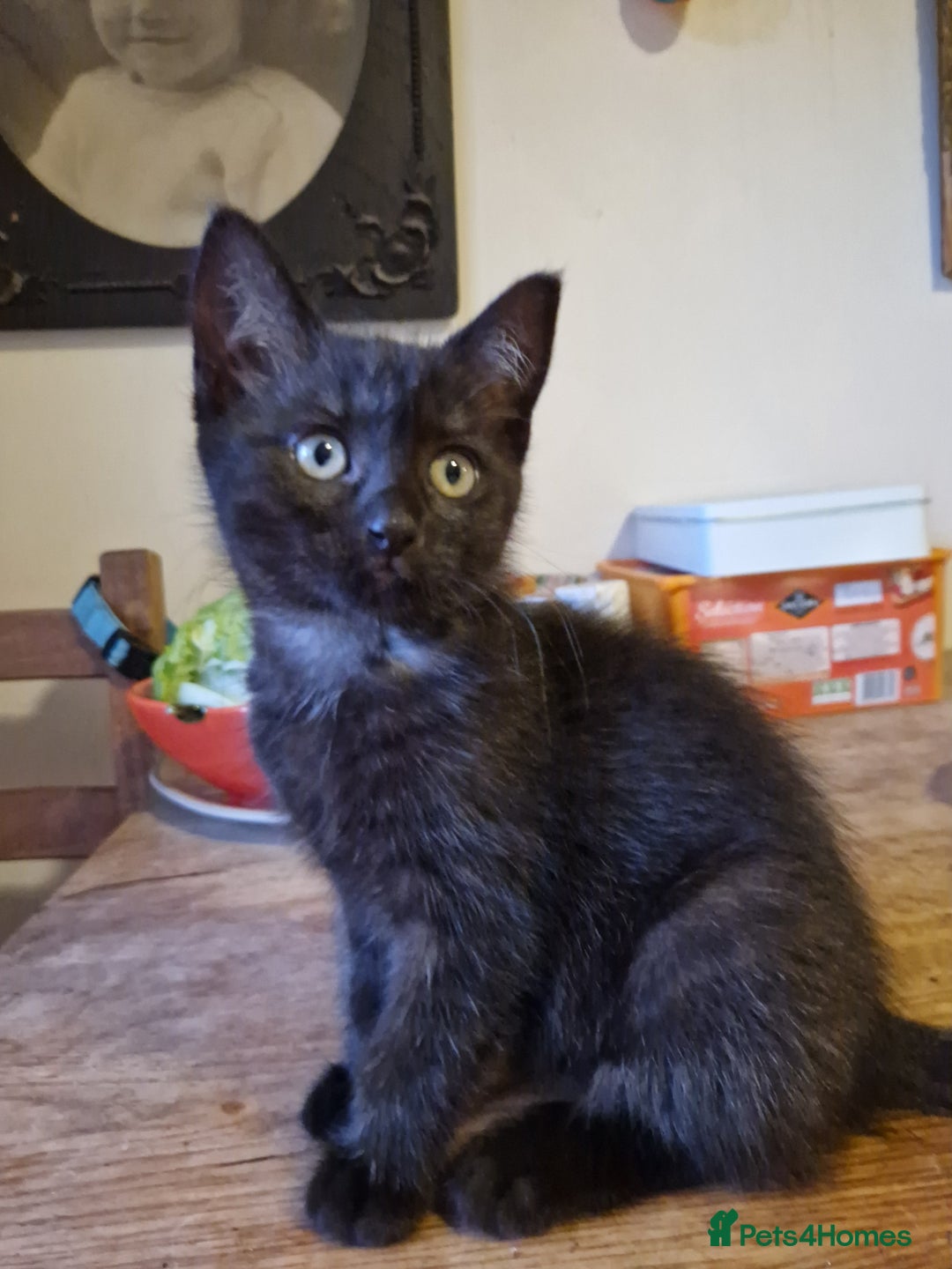 Ragdoll cats for sale: Ragdoll x Egyptian Mau - Advert 6