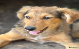 Mixed Breed dogs for adoption: JASPER - a Superb Puppy Boy, for a Loving Home - Image 31