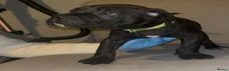 Cane Corso dogs for sale: 1 left 🐾🐶Cane Corso Mastiff Puppies for Sale  - Advert 19