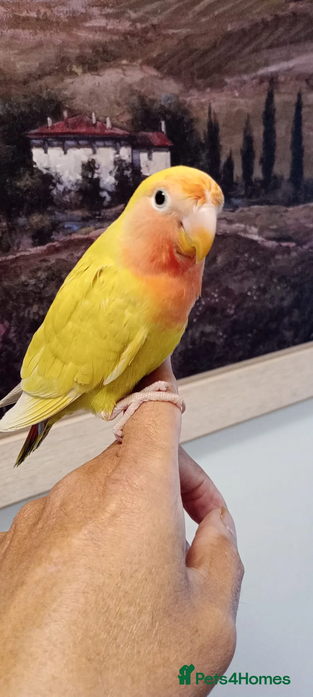 Lovebirds birds for sale: Hand reared baby peach faced lovebird for sale. in Accrington - Advert 2