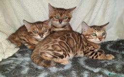Bengal cats for sale: Quality TICA reg Bengal leopard cubs.  - Image 8