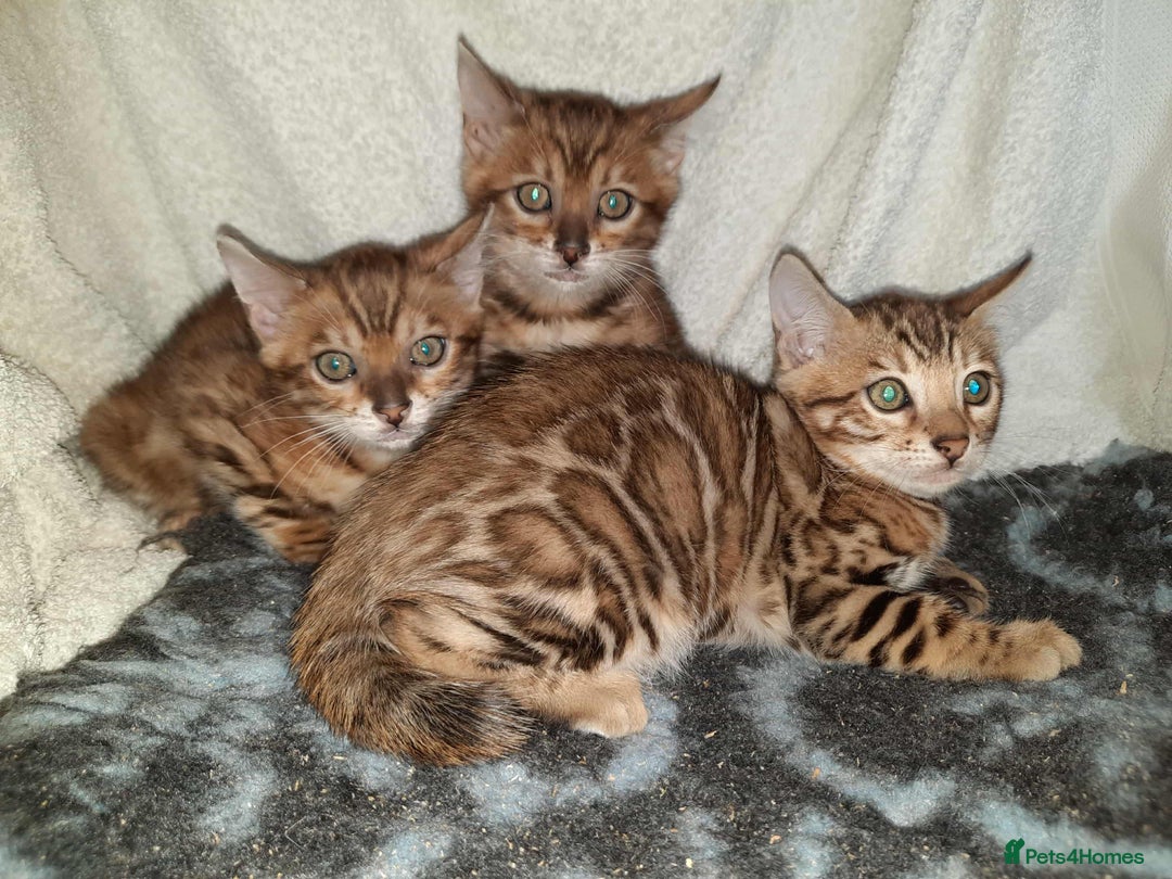Bengal cats for sale: Quality TICA reg Bengal leopard cubs.  - Image 8