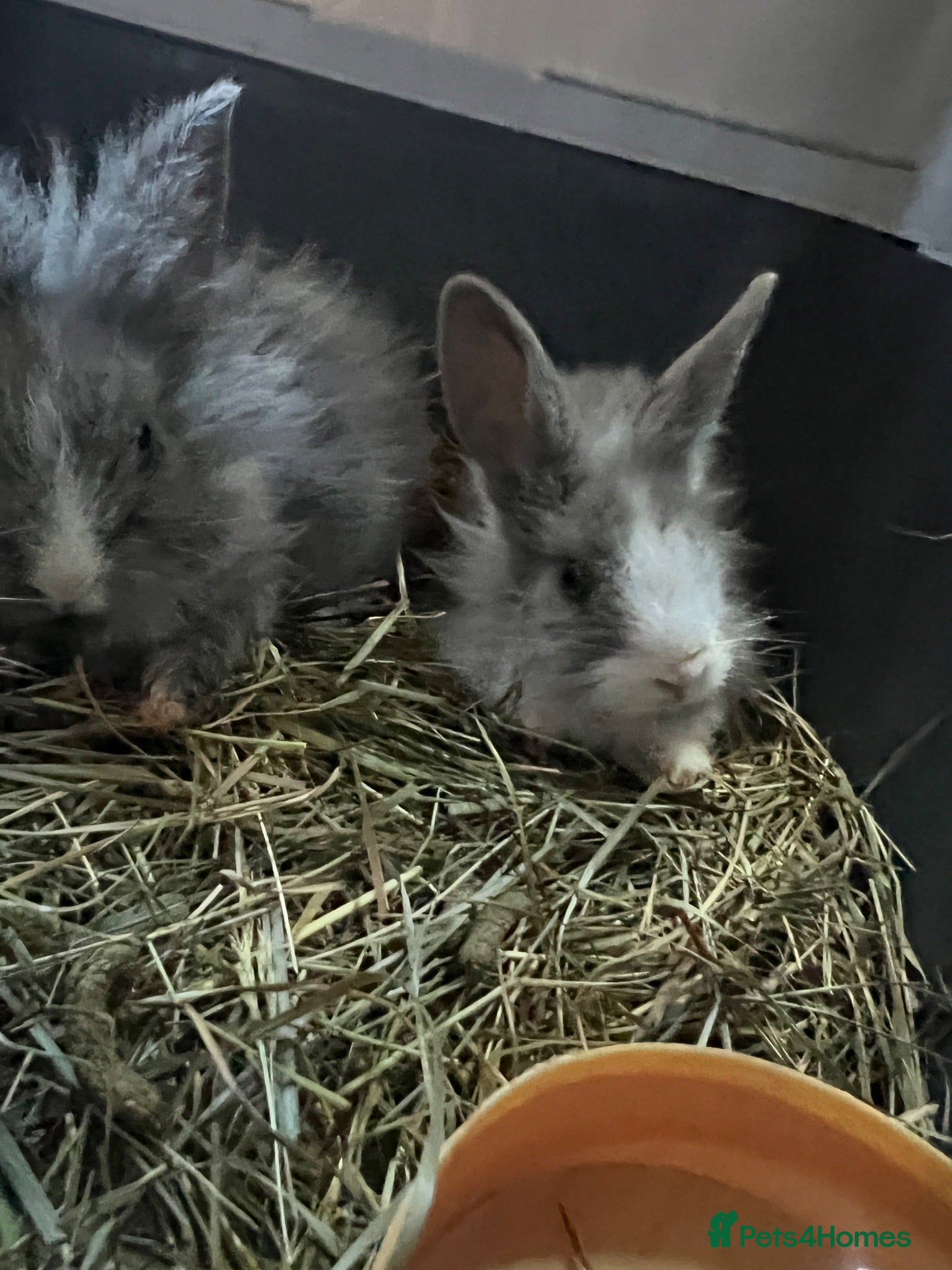 Mixed Breed rabbits Bunny rabbits  - Advert 16