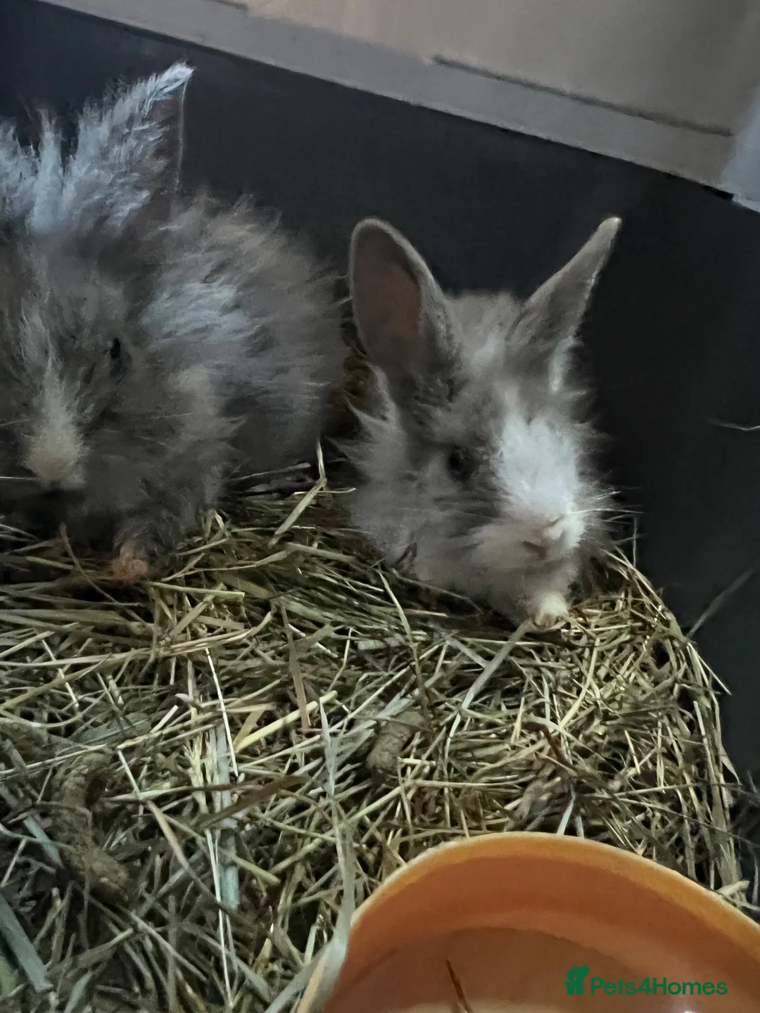 Mixed Breed rabbits for sale: Bunny rabbits  in Birmingham - Advert 2