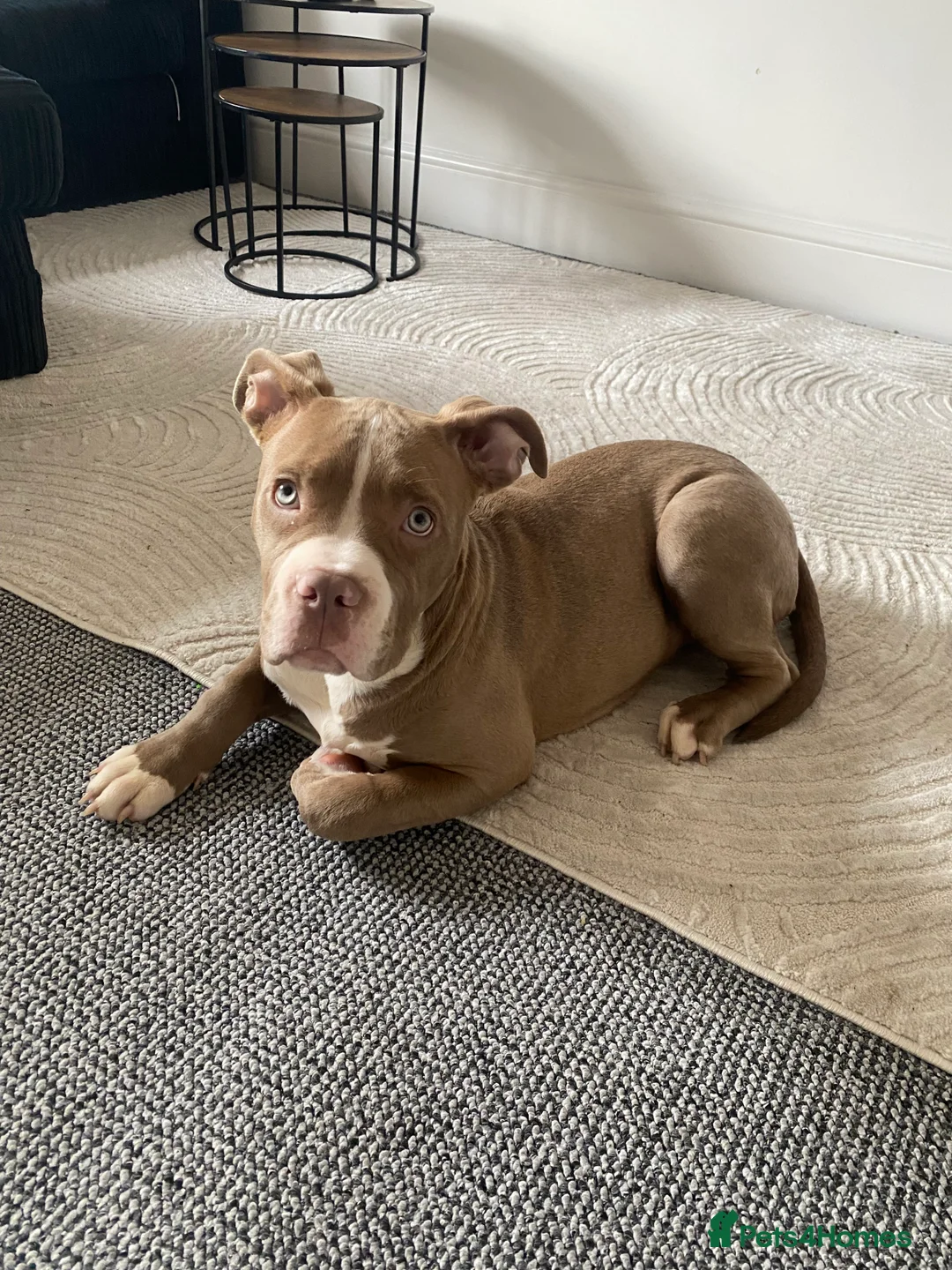 Mixed Breed dogs for sale: Cross staff X pocket bully  - Advert 9