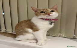 British Shorthair cats for sale: Ginger & White British Short hair  - Image 1