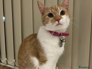 British Shorthair cats - Advert 20