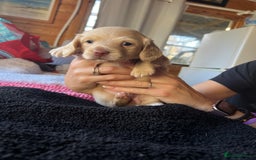 Dachshund dogs for sale:  Cream long haired miniature Dachshund - Image 8