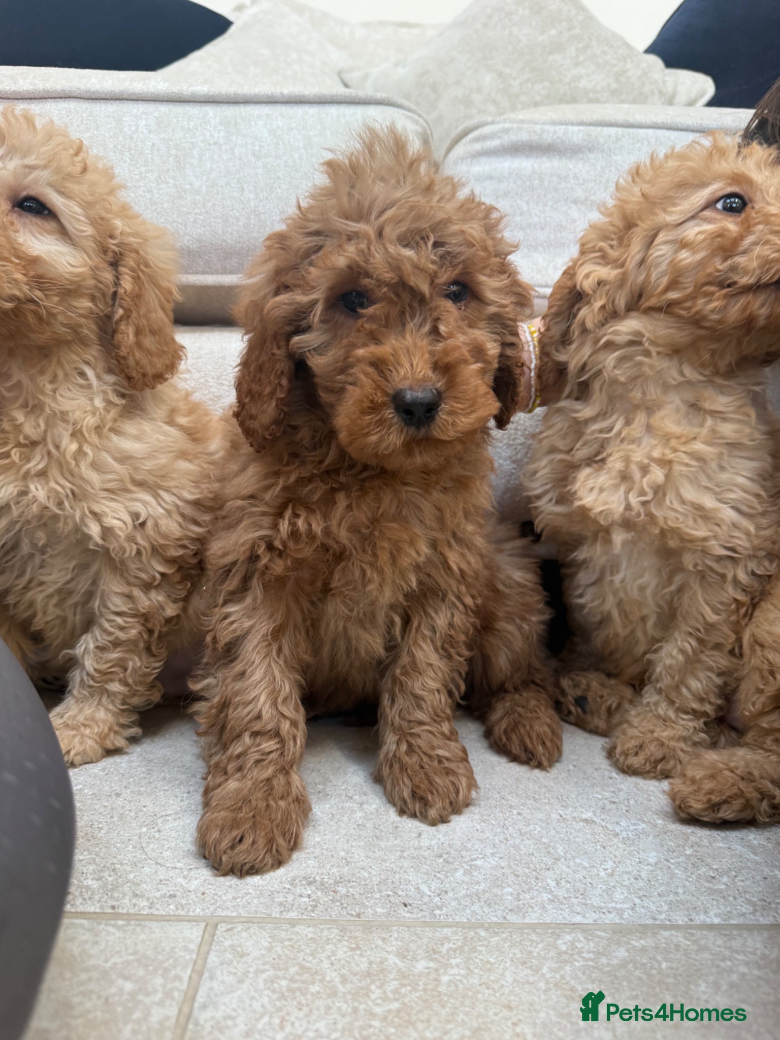 Labradoodle dogs Stunning miniature multigen labradoodle puppies - Advert 2
