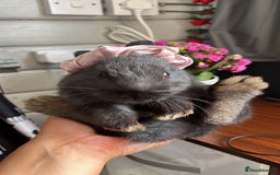 Havana rabbits for sale: Black Rabbit For Sale  - Image 1
