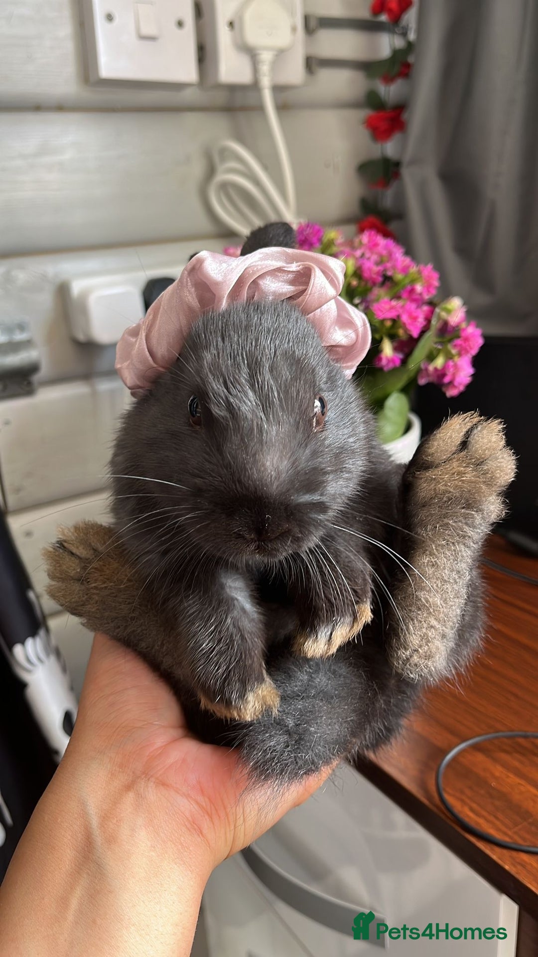 Havana rabbits for sale: Black Rabbit For Sale  - Image 1