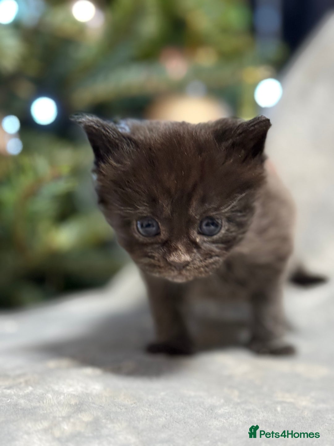 Maine Coon cats for sale: 5 adorable maine coon kittens - Advert 13