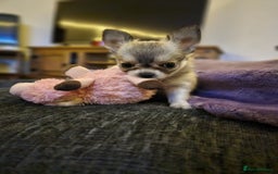 Chihuahua dogs for sale: Male Puppy Long haired Fawn and Sable Chihuahuas  - Advert 2