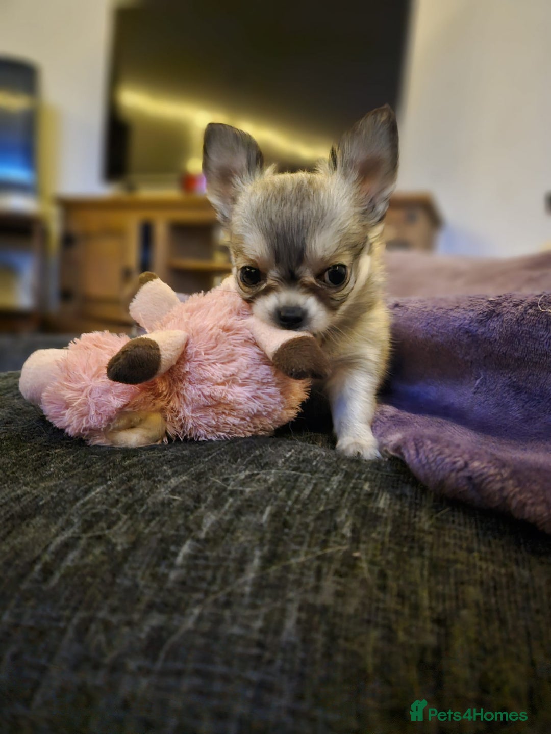 Chihuahua dogs for sale: Male Puppy Long haired Fawn and Sable Chihuahuas  - Advert 2
